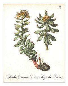 Rhodiole (Rhodiola rosea)