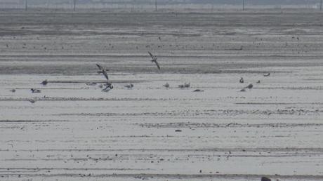 Balade hivernale en fond de Bassin