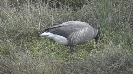 Balade hivernale en fond de Bassin