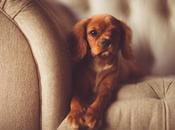 Avoir maison chic propre avec chien