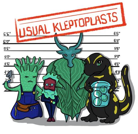 Usual Kleptoplasts