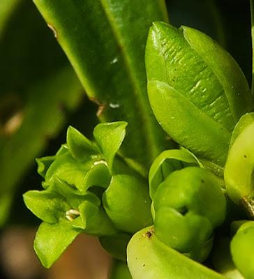 Laurier des bois (Daphne laureola) Laurier des bois (Daphne laureola)