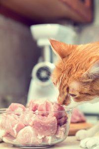 Le chat est un carnivore strict… qu’est-ce que ça implique pour son alimentation ?