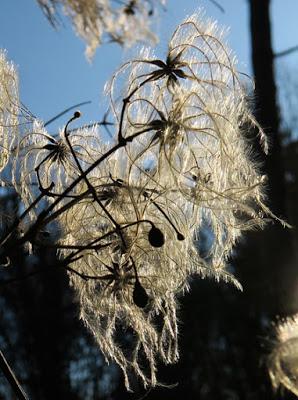 « Fleur» d’hiver