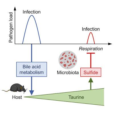 #Cell #infections #microbiote #taurine L’infection comme stimulant de l’amplification par le microbiote de la résistance de l’hôte aux pathogènes