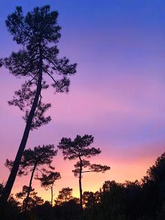 Le Poirier oléronais