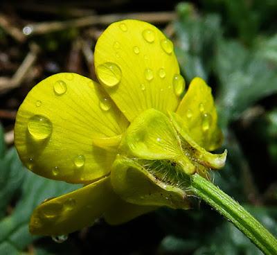 Renoncule bulbeuse (Ranunculus bulbosus) Renoncule bulbeuse (Ranunculus bulbosus)