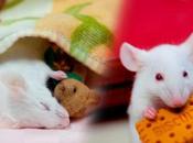 SOMMEIL, NARCOLEPSIE, CATAPLEXIE Comment cerveau nous paralyse