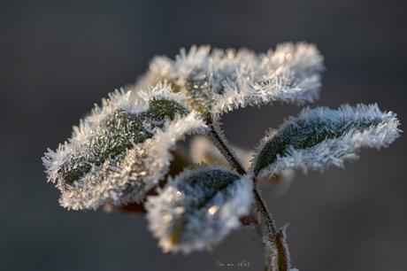 Nature gelée #2