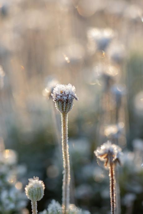 Nature gelée #2