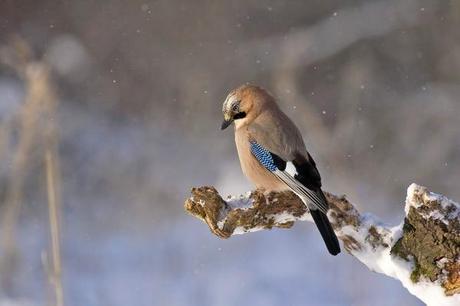 Oiseaux pendant l'hiver