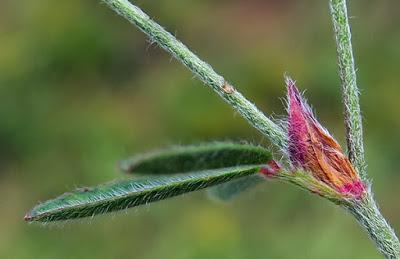 Trèfle pied de lièvre (Trifolium arvense)