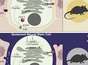 #Cell #cellulessouchesneurales #souris #nyctémère #calciumintracellulaire L’activation cellules souches neurales chez souris soumise régulation nyctémère dynamique calcium intracellulaire