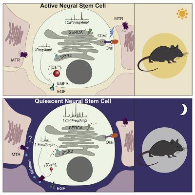 #Cell #cellulessouchesneurales #souris #nyctémère #calciumintracellulaire L’activation des cellules souches neurales chez la souris est soumise à régulation par le nyctémère et la dynamique du calcium intracellulaire