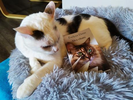 Mes chats d’Evelyne Dress aux éditions Glyphe