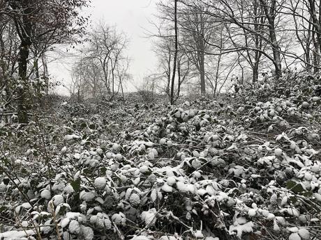 REVUE DE LA SEMAINE (24 janvier 2021)