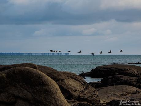 tournepierres à collier et bécasseaux sanderling à #Fouesnant #Bretagne #Finistère