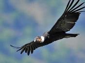 condor...