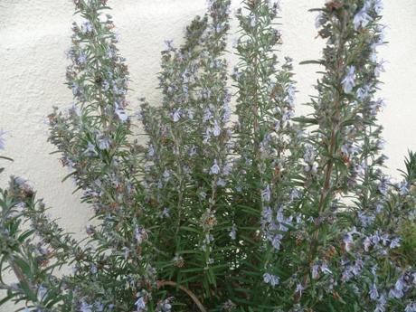 QUELQUES FLEURS jardin,fleurs,hiver,printemps,jardinage,primevères