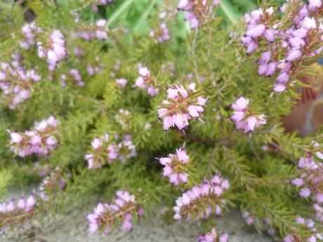 QUELQUES FLEURS jardin,fleurs,hiver,printemps,jardinage,primevères