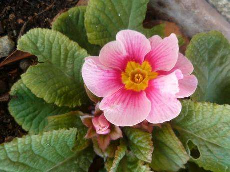 QUELQUES FLEURS jardin,fleurs,hiver,printemps,jardinage,primevères