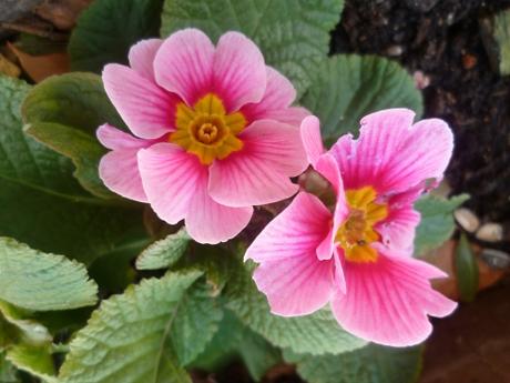 QUELQUES FLEURS jardin,fleurs,hiver,printemps,jardinage,primevères