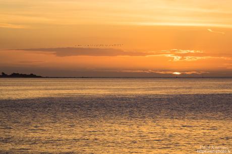 tournepierres à collier et bécasseaux sanderling à #Fouesnant #Bretagne #Finistère tournepierres à collier et bécasseaux sanderling à #Fouesnant #Bretagne #Finistère
