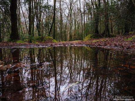 tournepierres à collier et bécasseaux sanderling à #Fouesnant #Bretagne #Finistère tournepierres à collier et bécasseaux sanderling à #Fouesnant #Bretagne #Finistère