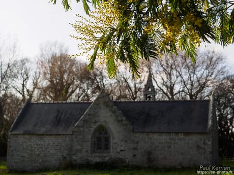 tournepierres à collier et bécasseaux sanderling à #Fouesnant #Bretagne #Finistère tournepierres à collier et bécasseaux sanderling à #Fouesnant #Bretagne #Finistère
