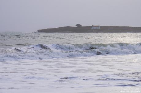 tournepierres à collier et bécasseaux sanderling à #Fouesnant #Bretagne #Finistère tournepierres à collier et bécasseaux sanderling à #Fouesnant #Bretagne #Finistère