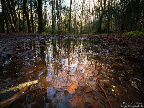tournepierres à collier et bécasseaux sanderling à #Fouesnant #Bretagne #Finistère tournepierres à collier et bécasseaux sanderling à #Fouesnant #Bretagne #Finistère