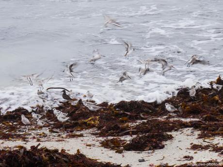 tournepierres à collier et bécasseaux sanderling à #Fouesnant #Bretagne #Finistère tournepierres à collier et bécasseaux sanderling à #Fouesnant #Bretagne #Finistère