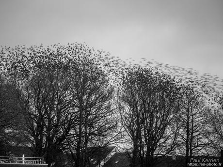 tournepierres à collier et bécasseaux sanderling à #Fouesnant #Bretagne #Finistère tournepierres à collier et bécasseaux sanderling à #Fouesnant #Bretagne #Finistère