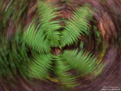 tournepierres à collier et bécasseaux sanderling à #Fouesnant #Bretagne #Finistère tournepierres à collier et bécasseaux sanderling à #Fouesnant #Bretagne #Finistère