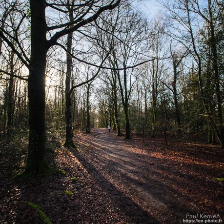 tournepierres à collier et bécasseaux sanderling à #Fouesnant #Bretagne #Finistère tournepierres à collier et bécasseaux sanderling à #Fouesnant #Bretagne #Finistère