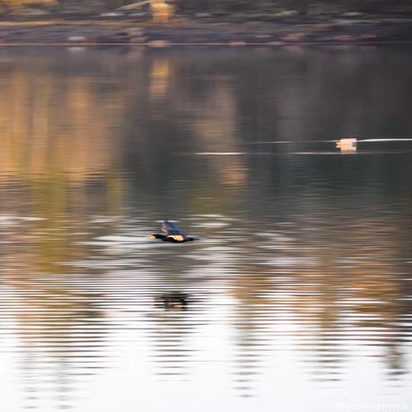 tournepierres à collier et bécasseaux sanderling à #Fouesnant #Bretagne #Finistère tournepierres à collier et bécasseaux sanderling à #Fouesnant #Bretagne #Finistère