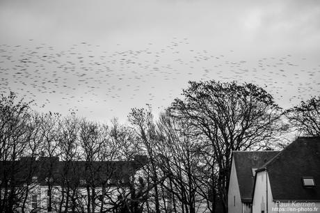 tournepierres à collier et bécasseaux sanderling à #Fouesnant #Bretagne #Finistère tournepierres à collier et bécasseaux sanderling à #Fouesnant #Bretagne #Finistère