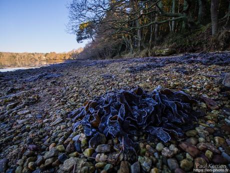 tournepierres à collier et bécasseaux sanderling à #Fouesnant #Bretagne #Finistère tournepierres à collier et bécasseaux sanderling à #Fouesnant #Bretagne #Finistère