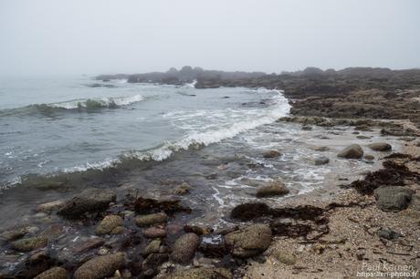 tournepierres à collier et bécasseaux sanderling à #Fouesnant #Bretagne #Finistère tournepierres à collier et bécasseaux sanderling à #Fouesnant #Bretagne #Finistère