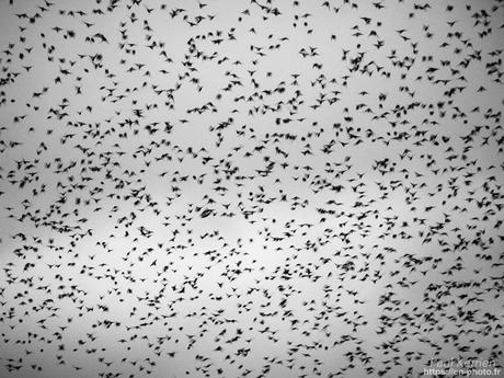 tournepierres à collier et bécasseaux sanderling à #Fouesnant #Bretagne #Finistère tournepierres à collier et bécasseaux sanderling à #Fouesnant #Bretagne #Finistère