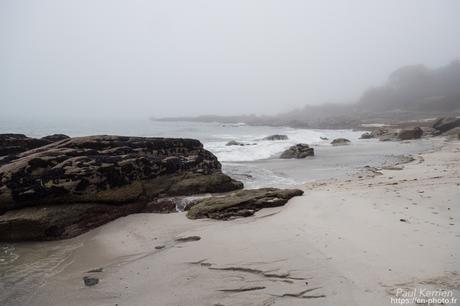 tournepierres à collier et bécasseaux sanderling à #Fouesnant #Bretagne #Finistère tournepierres à collier et bécasseaux sanderling à #Fouesnant #Bretagne #Finistère