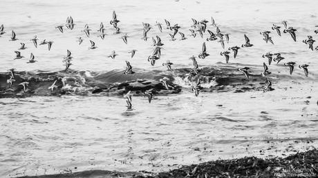tournepierres à collier et bécasseaux sanderling à #Fouesnant #Bretagne #Finistère tournepierres à collier et bécasseaux sanderling à #Fouesnant #Bretagne #Finistère