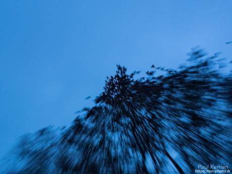 tournepierres à collier et bécasseaux sanderling à #Fouesnant #Bretagne #Finistère tournepierres à collier et bécasseaux sanderling à #Fouesnant #Bretagne #Finistère