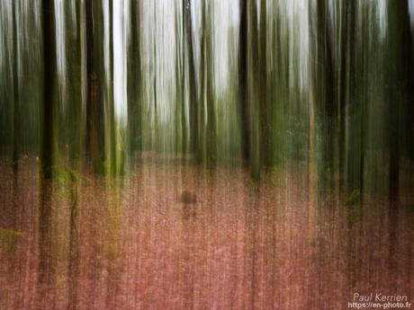 tournepierres à collier et bécasseaux sanderling à #Fouesnant #Bretagne #Finistère tournepierres à collier et bécasseaux sanderling à #Fouesnant #Bretagne #Finistère