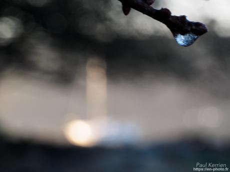 tournepierres à collier et bécasseaux sanderling à #Fouesnant #Bretagne #Finistère tournepierres à collier et bécasseaux sanderling à #Fouesnant #Bretagne #Finistère