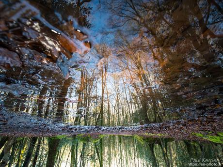 tournepierres à collier et bécasseaux sanderling à #Fouesnant #Bretagne #Finistère tournepierres à collier et bécasseaux sanderling à #Fouesnant #Bretagne #Finistère