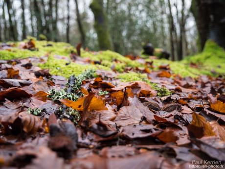 tournepierres à collier et bécasseaux sanderling à #Fouesnant #Bretagne #Finistère tournepierres à collier et bécasseaux sanderling à #Fouesnant #Bretagne #Finistère