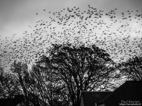 tournepierres à collier et bécasseaux sanderling à #Fouesnant #Bretagne #Finistère tournepierres à collier et bécasseaux sanderling à #Fouesnant #Bretagne #Finistère