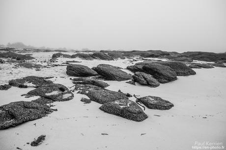 tournepierres à collier et bécasseaux sanderling à #Fouesnant #Bretagne #Finistère tournepierres à collier et bécasseaux sanderling à #Fouesnant #Bretagne #Finistère