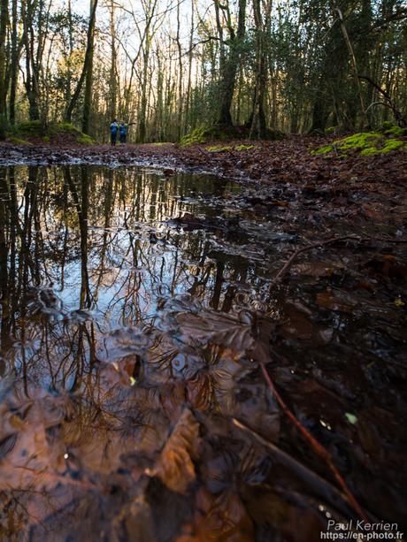 tournepierres à collier et bécasseaux sanderling à #Fouesnant #Bretagne #Finistère tournepierres à collier et bécasseaux sanderling à #Fouesnant #Bretagne #Finistère